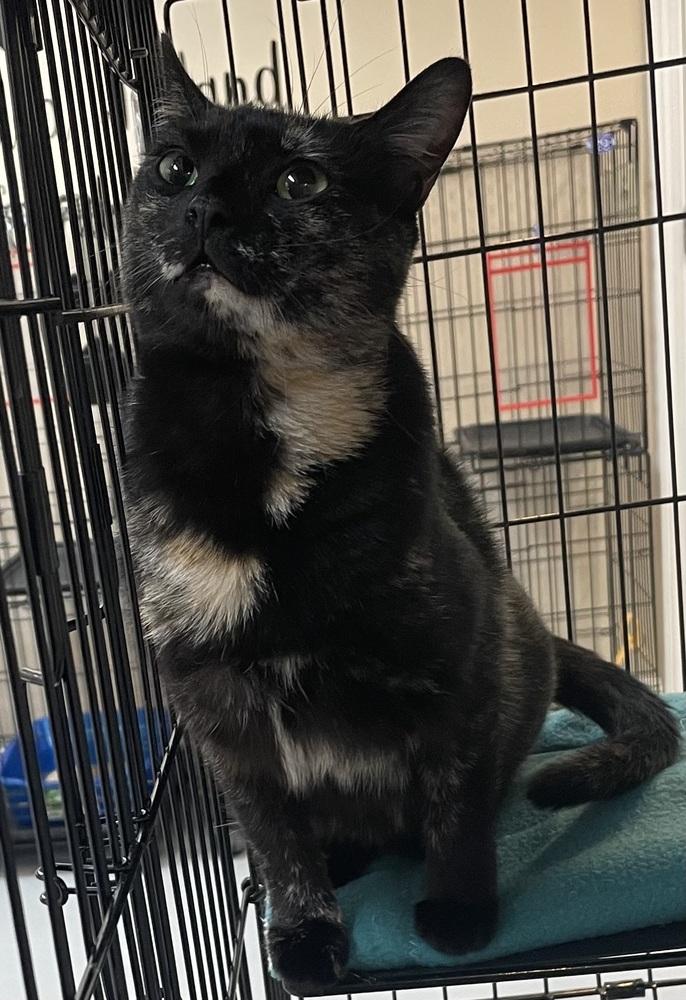 Enlarge W2 QUEENIE, a Adoptable mixed breed in Southbury, CT image 4/5