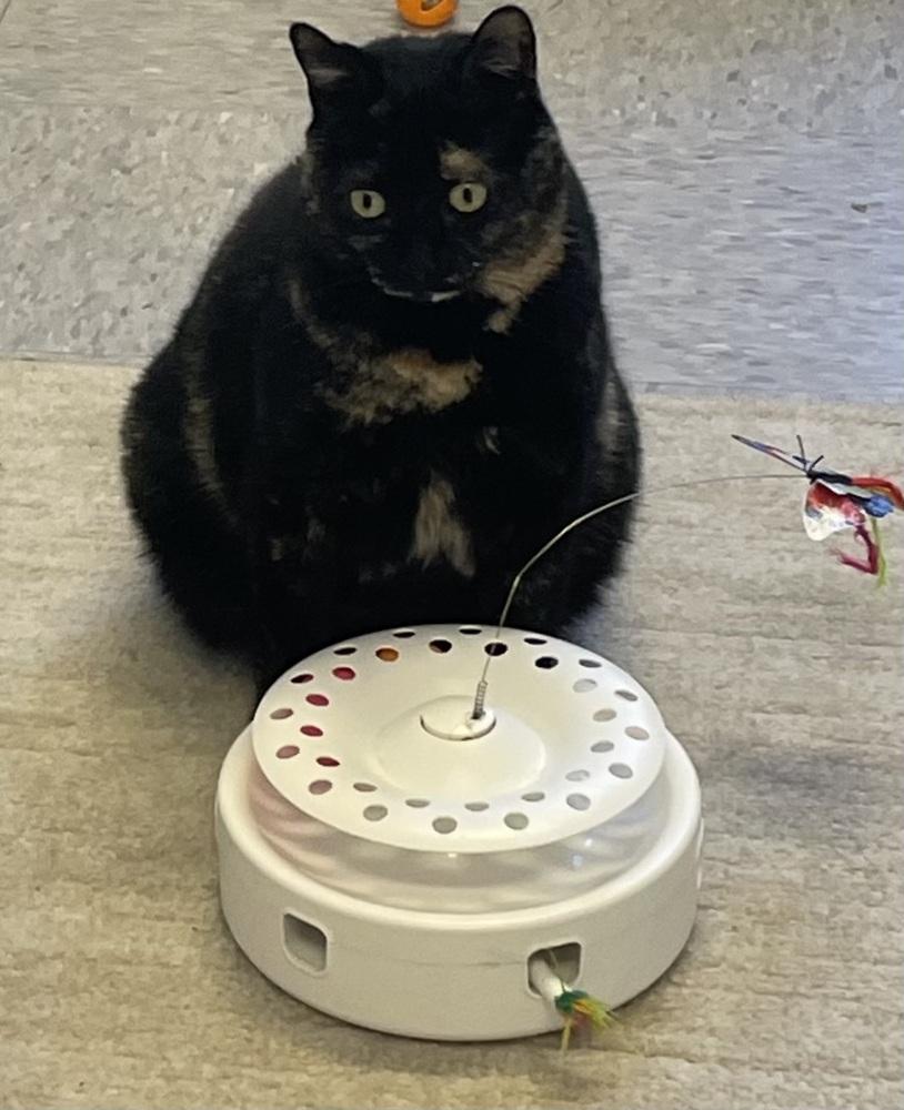 Enlarge W2 QUEENIE, a Adoptable mixed breed in Southbury, CT image 3/4