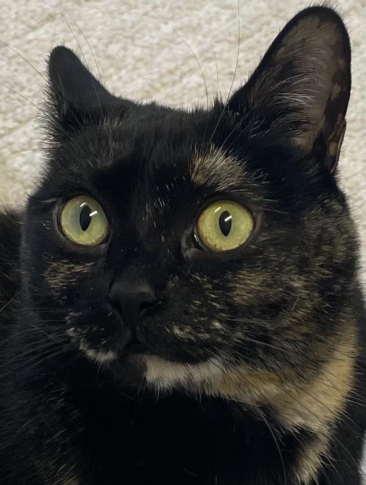 Enlarge W2 QUEENIE, a Adoptable mixed breed in Southbury, CT image 4/4