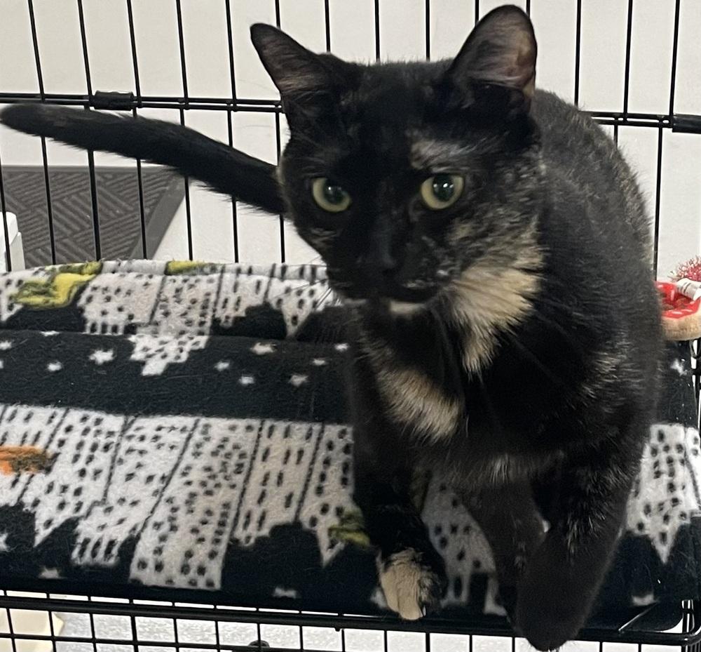 Enlarge W2 QUEENIE, a Adoptable mixed breed in Southbury, CT image 5/5