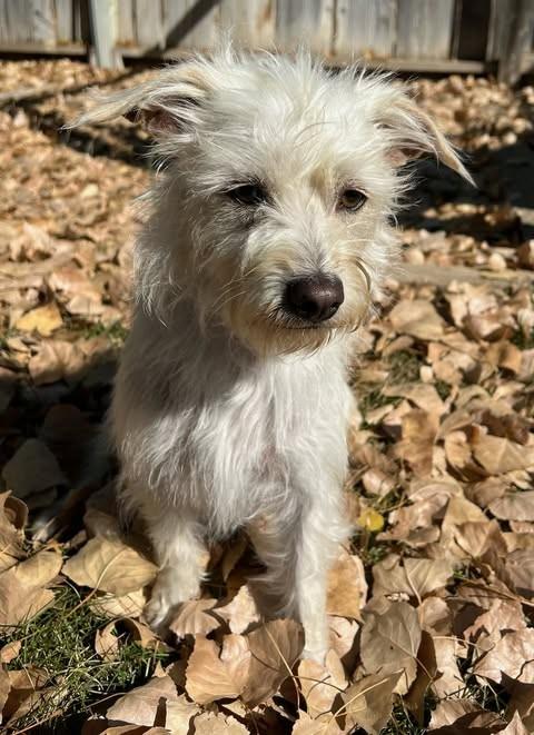Enlarge Denny, an adopted mixed breed in Studio City, CA image 1/5