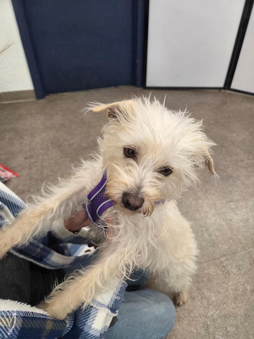 Enlarge Denny, an adopted mixed breed in Studio City, CA image 2/5