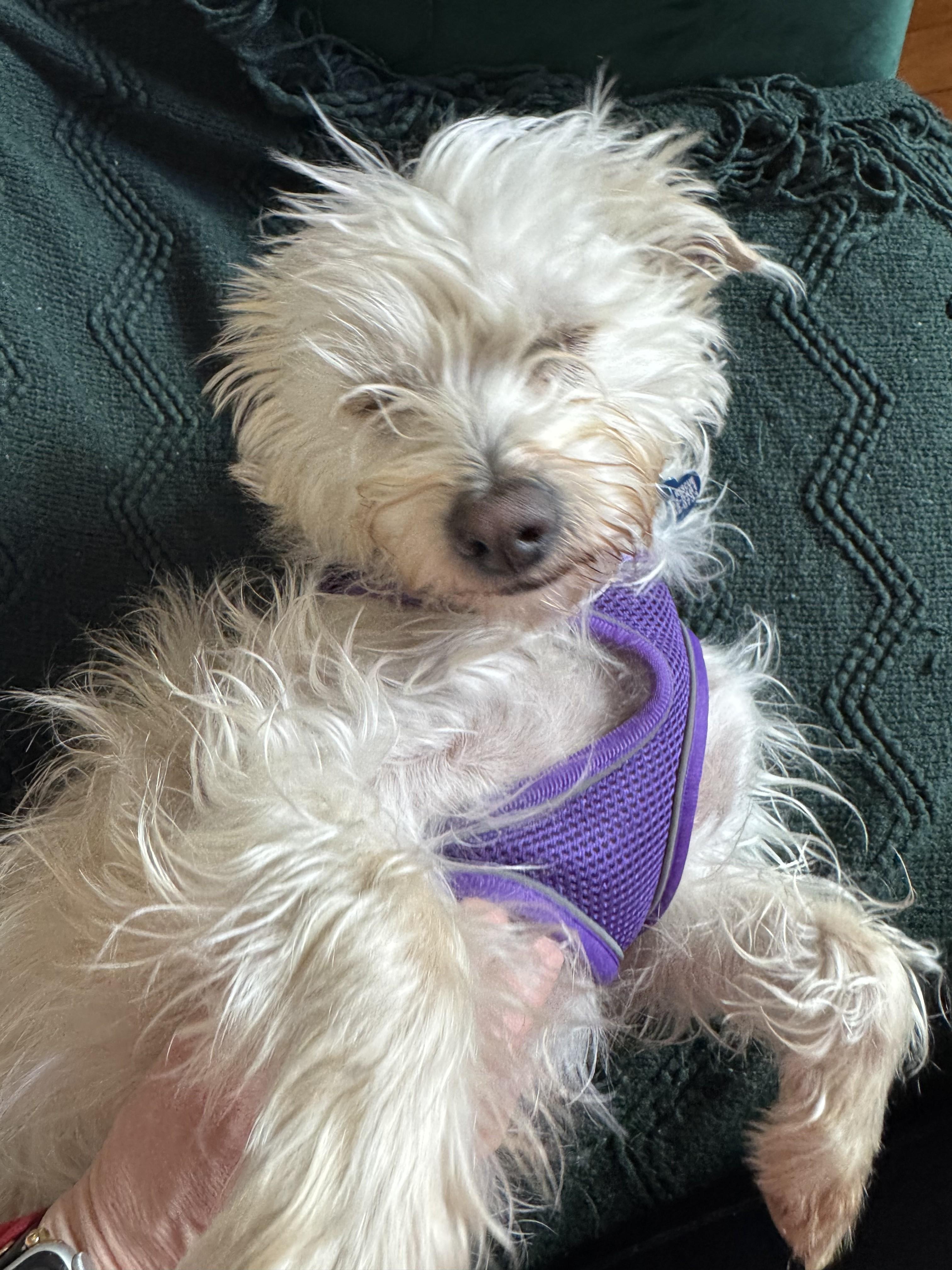 Enlarge Denny, an adopted mixed breed in Studio City, CA image 3/5