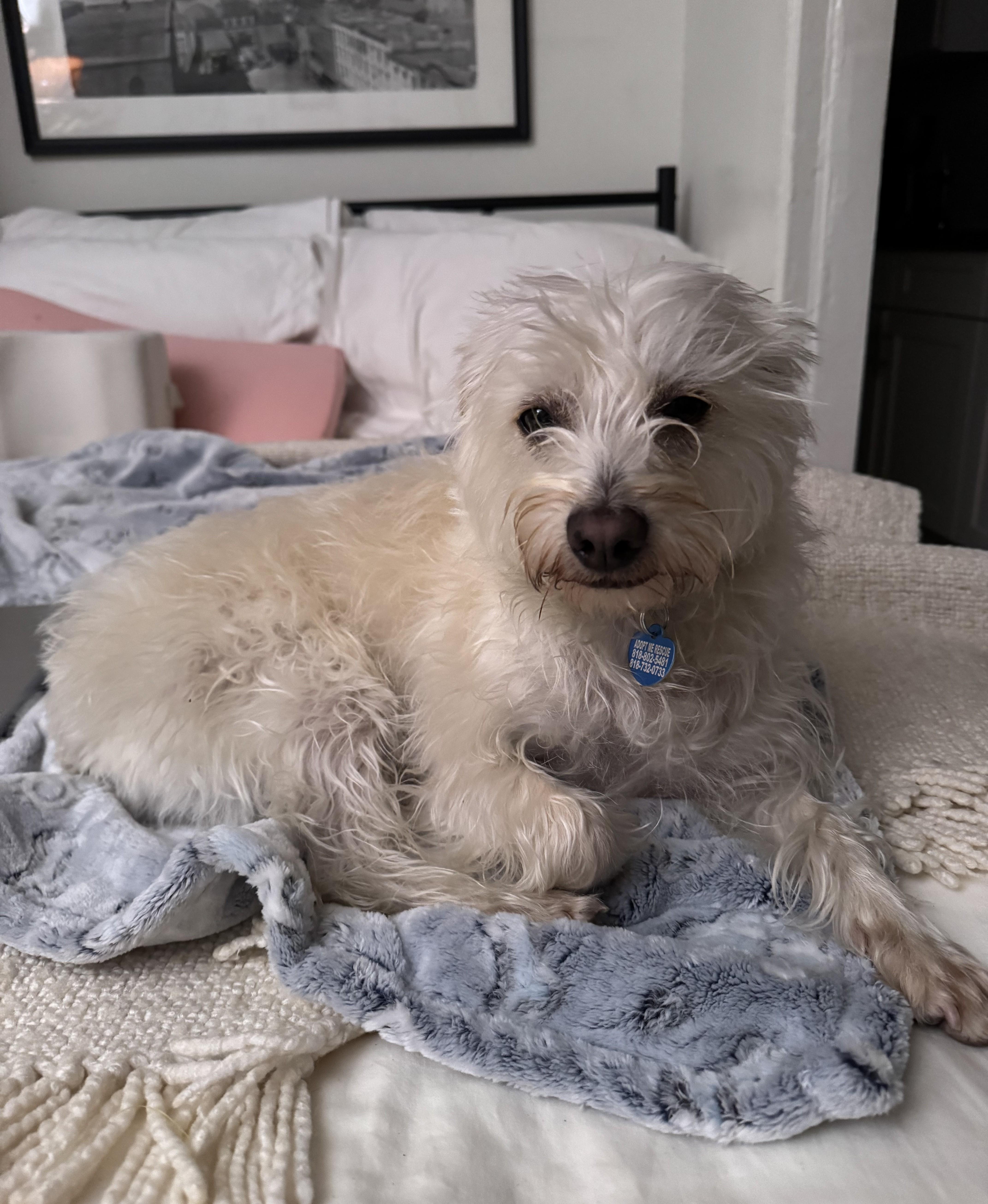 Enlarge Denny, an adopted mixed breed in Studio City, CA image 4/5