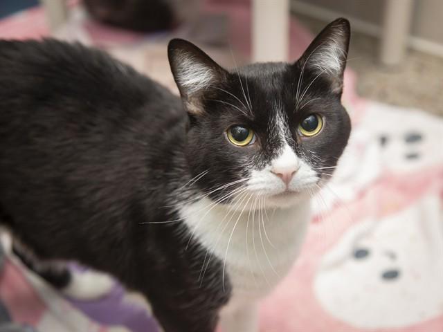 ONYX, Adoptable, Young Male Domestic Medium Hair.