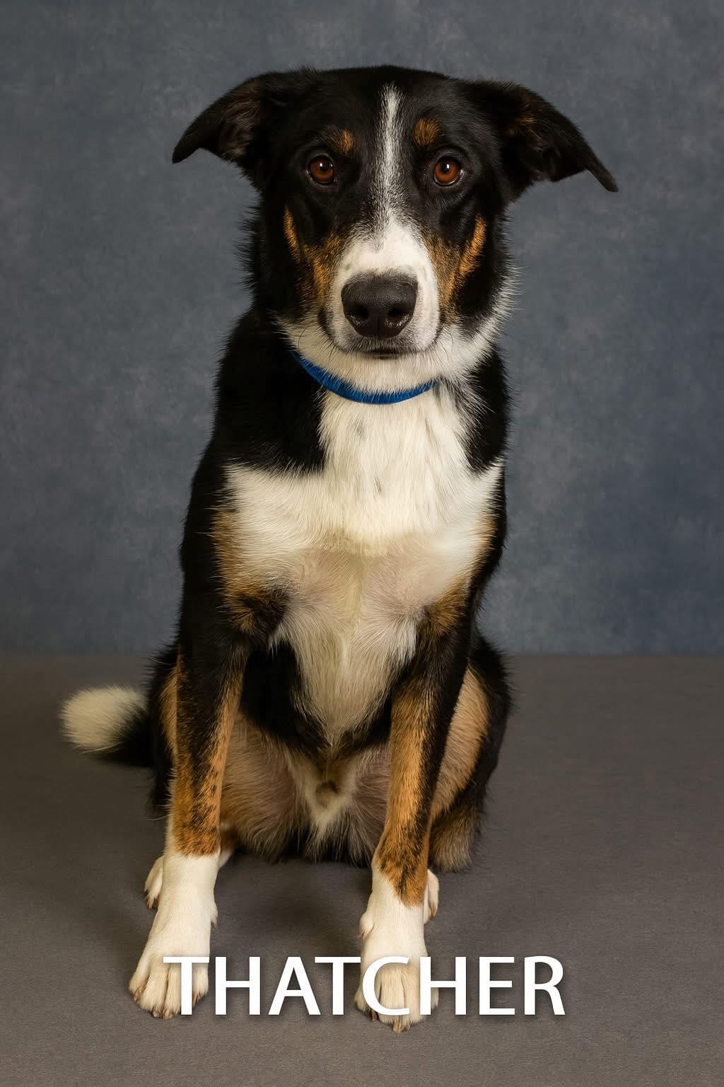 Thatcher, a Adoptable mixed breed in Plainfield, IN image 2/3