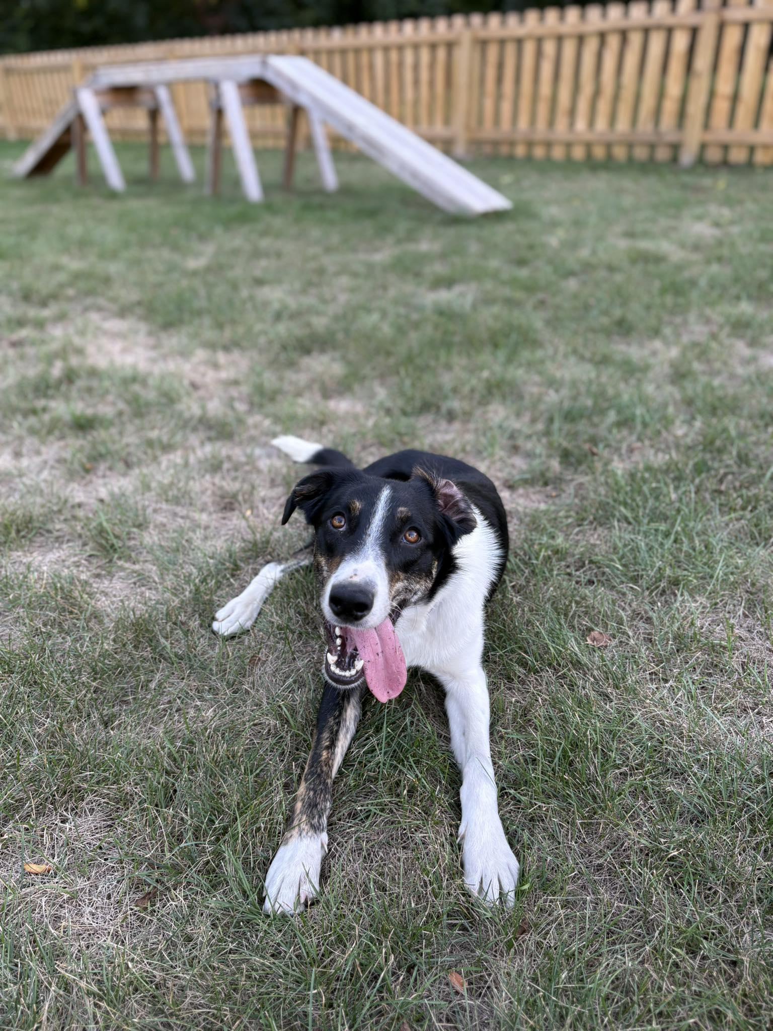 Thatcher, a Adoptable mixed breed in Plainfield, IN image 1/3