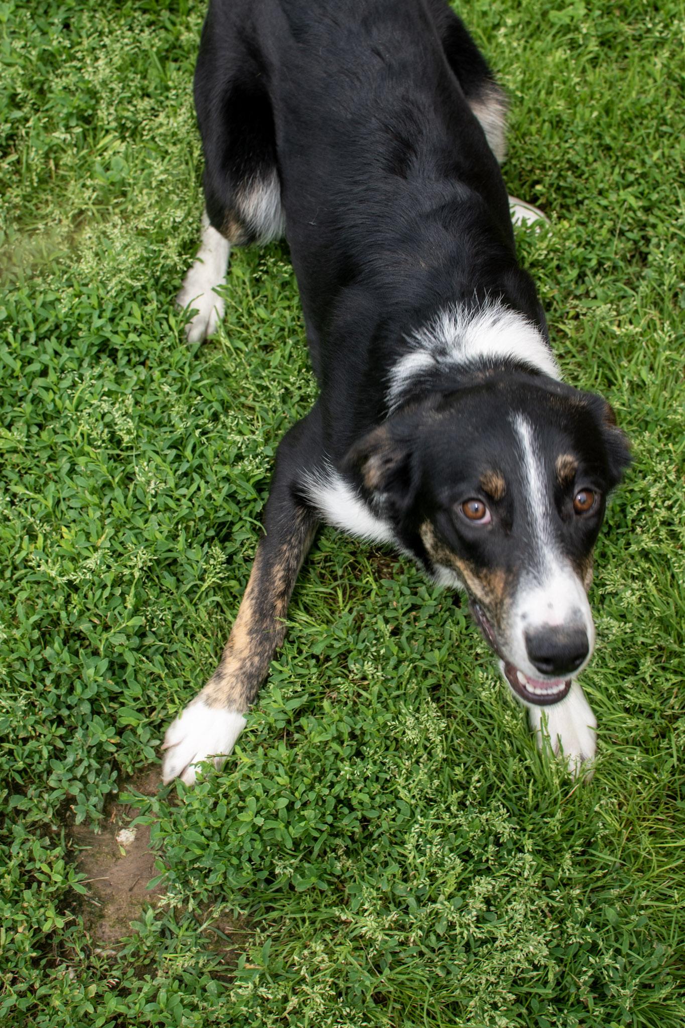 Thatcher, Adoptable, Young Male Border Collie.