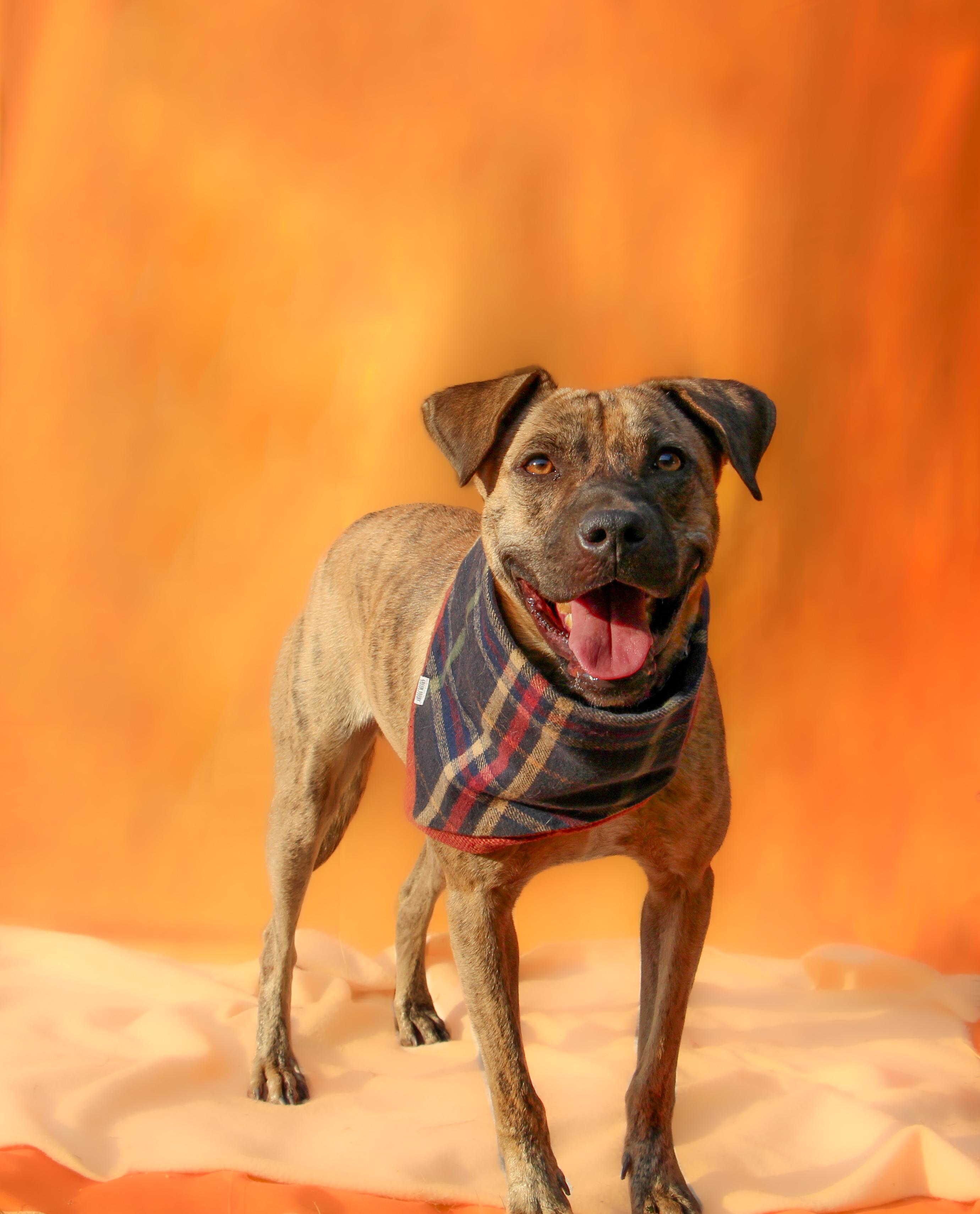 Enlarge Casper, a Adoptable mixed breed in Islip Terrace, NY image 1/4