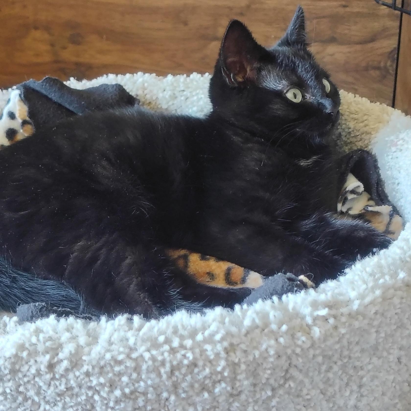 Enlarge Laticia and Lamar (bonded sister/brother), an adopted Domestic Short Hair in Bothell, WA image 4/5