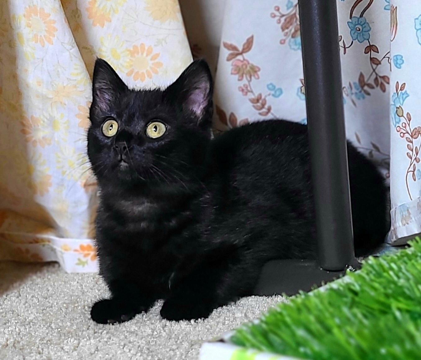 Enlarge Laticia and Lamar (bonded sister/brother), a ADOPTABLE Domestic Short Hair in Bothell, WA image 3/5