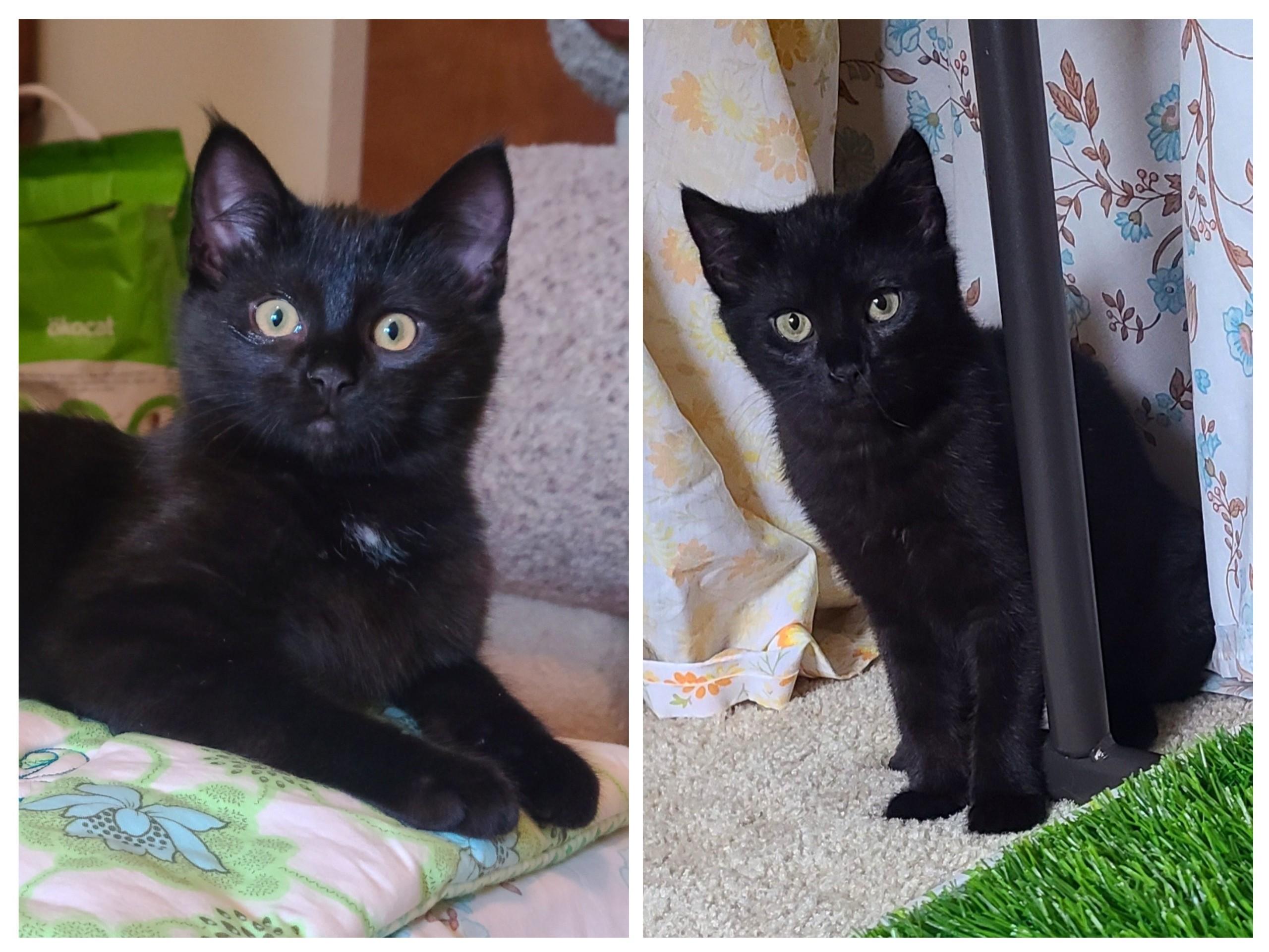 Laticia and Lamar (bonded sister/brother), ADOPTABLE, Kitten Female Domestic Short Hair.