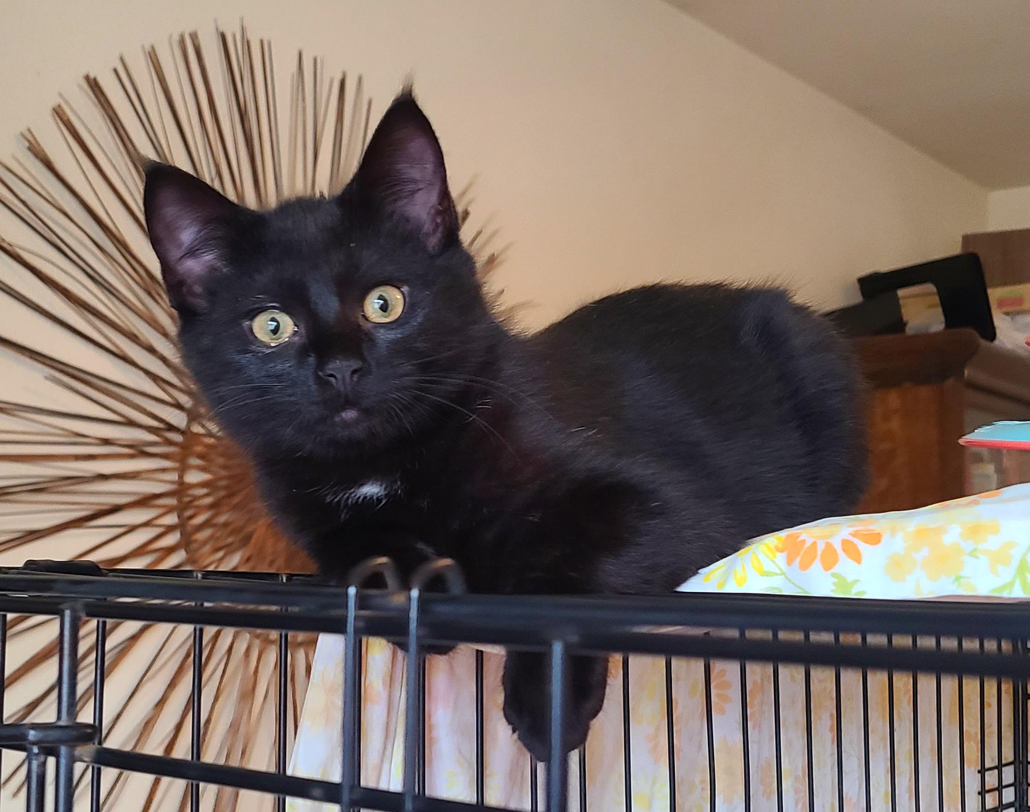 Enlarge Laticia and Lamar (bonded sister/brother), a ADOPTABLE Domestic Short Hair in Bothell, WA image 2/5