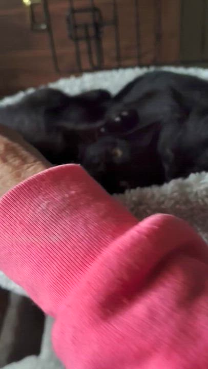 Enlarge Laticia and Lamar (bonded sister/brother), a ADOPTABLE Domestic Short Hair in Bothell, WA video 5/5