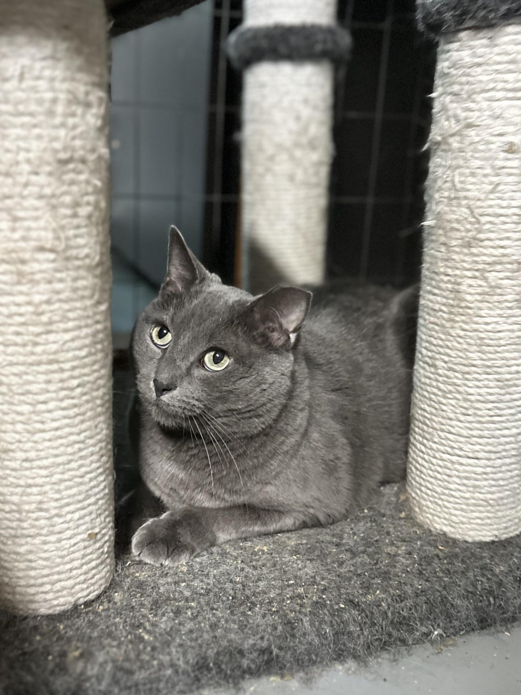 Mumpy, Senior Male Domestic Short Hair