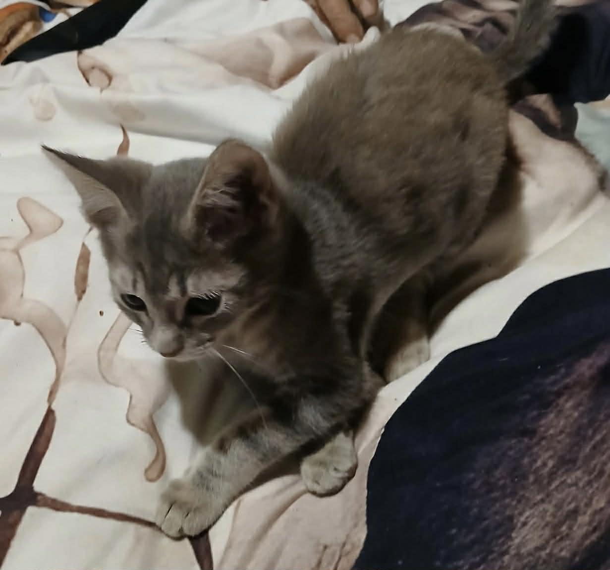 Volt * — thumbnail 2