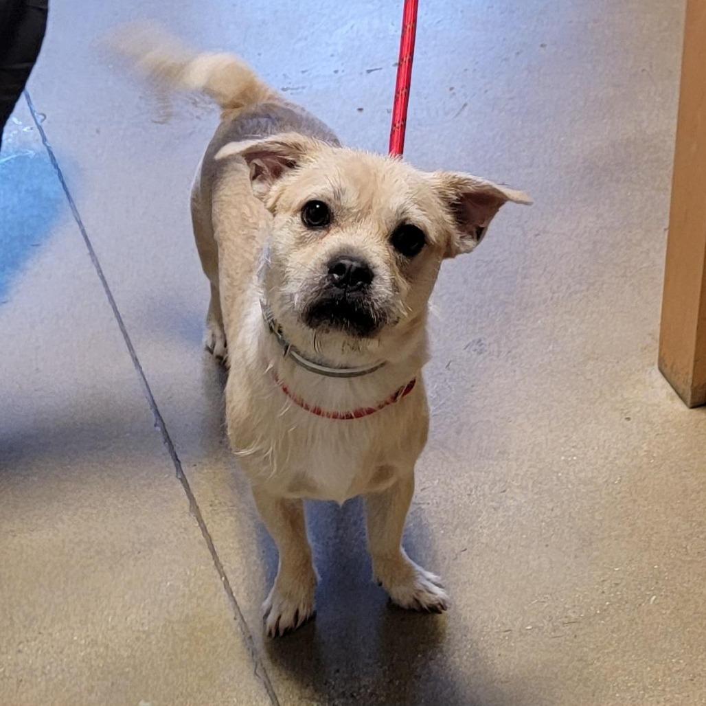 Enlarge Knuckles Santini, a Adoptable mixed breed in Baltimore, MD image 1/1