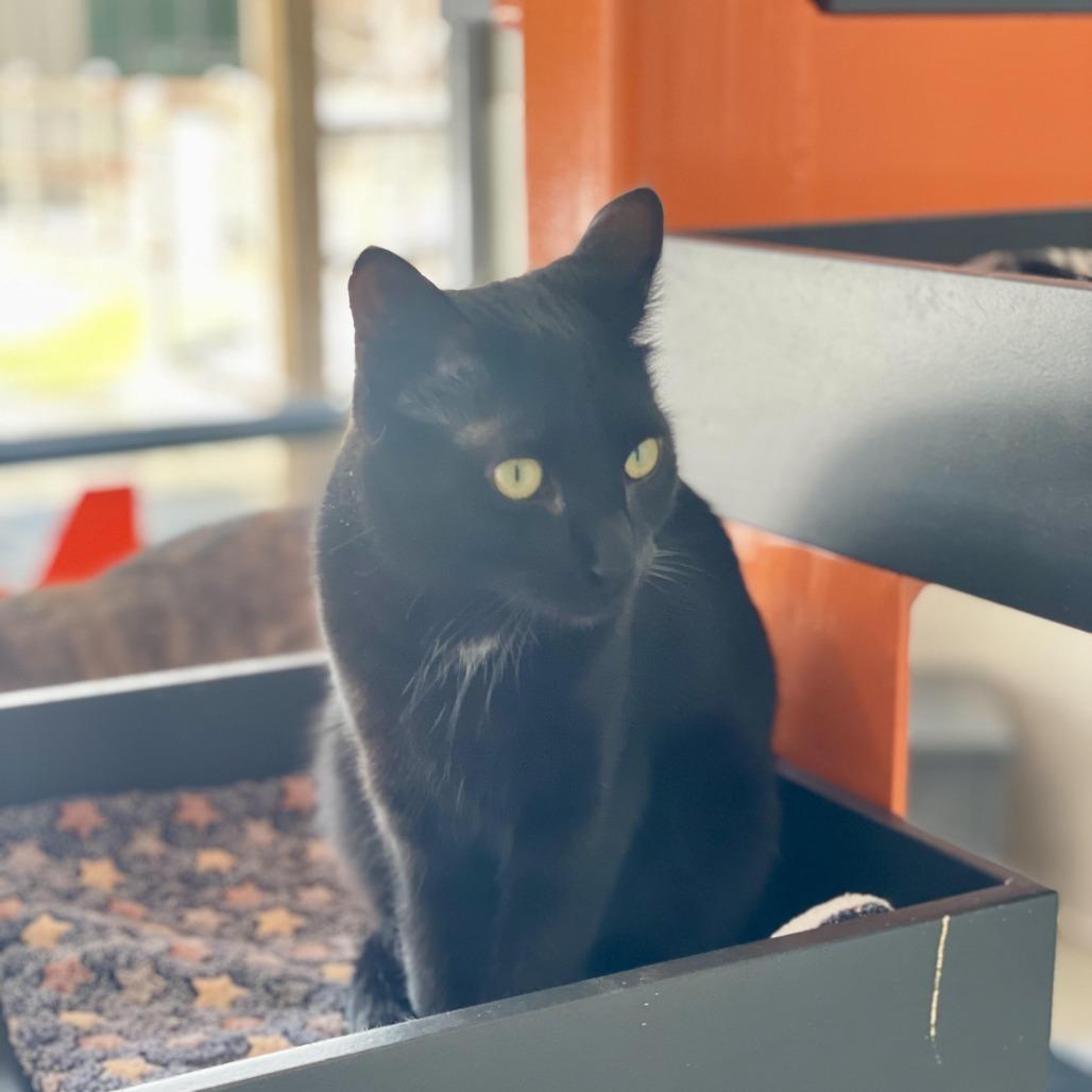 Enlarge Tigger, a Adoptable Domestic Short Hair in Hailey, ID image 1/6