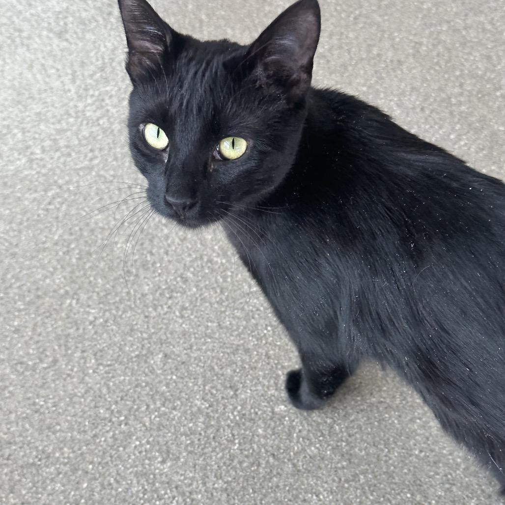 Enlarge Tigger, a Adoptable Domestic Short Hair in Hailey, ID image 2/6