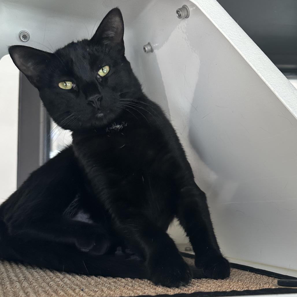 Enlarge Tigger, a Adoptable Domestic Short Hair in Hailey, ID image 3/6