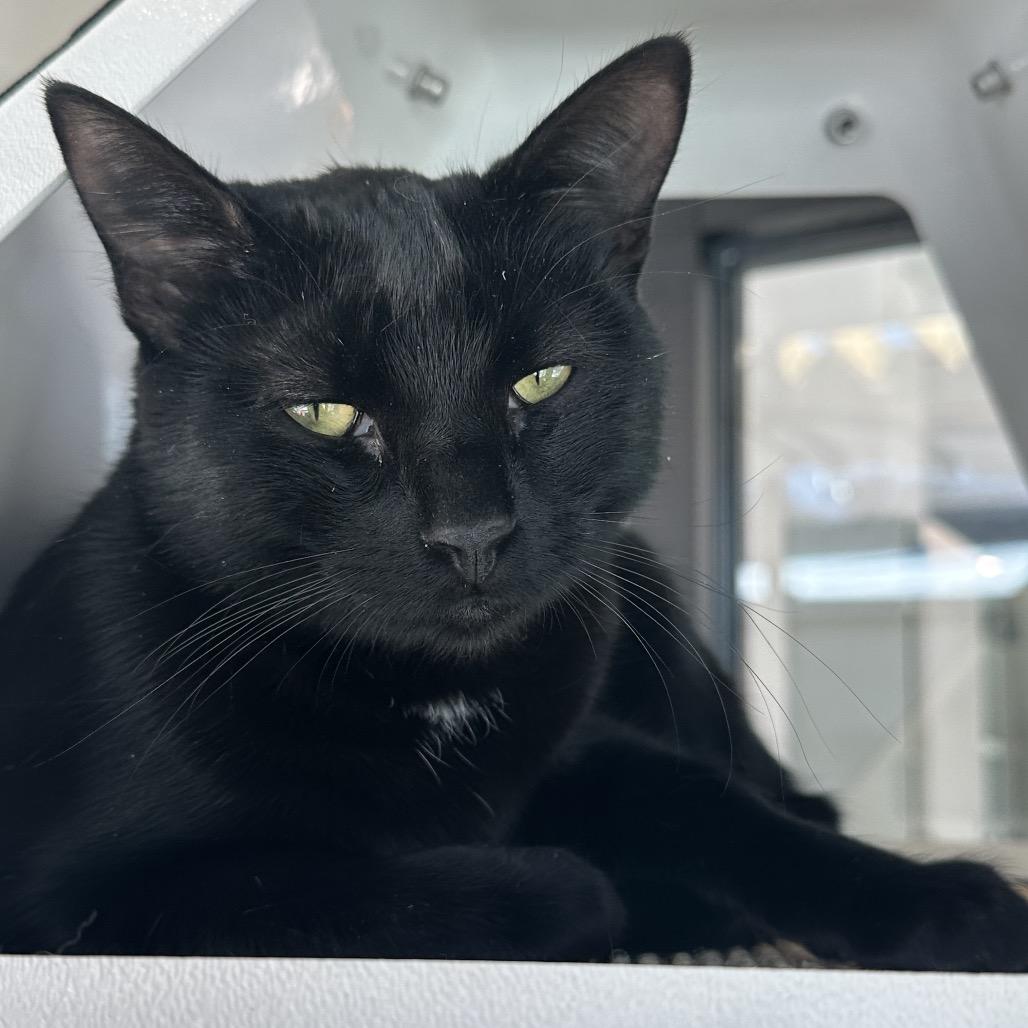 Enlarge Tigger, a Adoptable Domestic Short Hair in Hailey, ID image 4/6