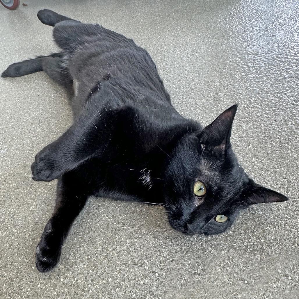 Enlarge Tigger, a Adoptable Domestic Short Hair in Hailey, ID image 5/6