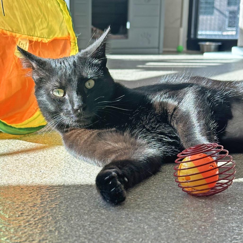 Enlarge Tigger, a Adoptable Domestic Short Hair in Hailey, ID image 6/6