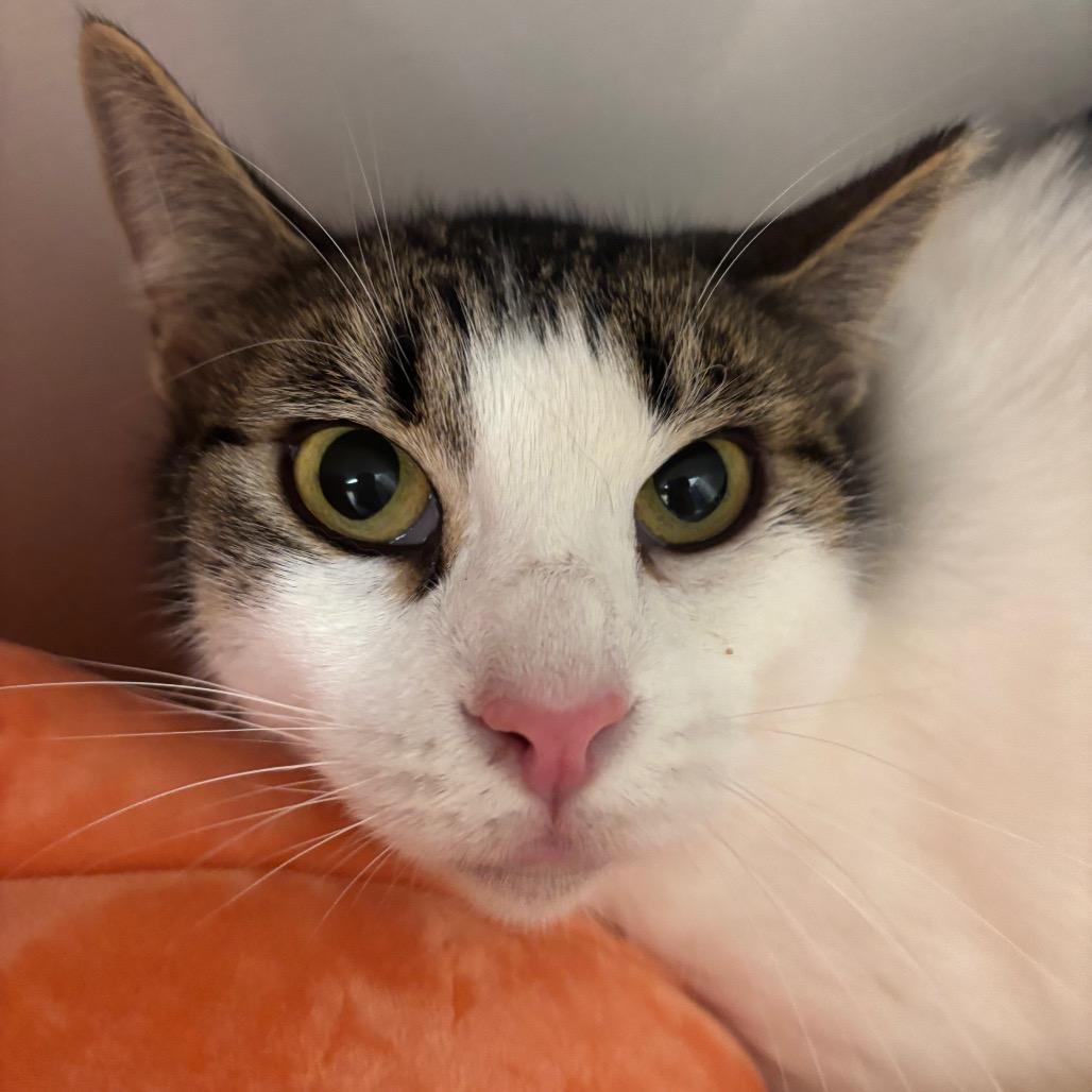 Tommy, Adoptable, Adult Male Domestic Short Hair.