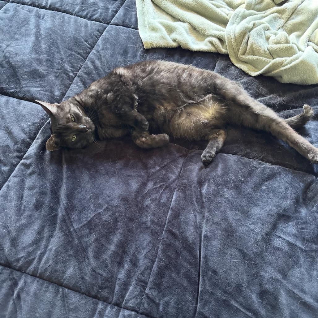 Noble, Adoptable, Adult Female Domestic Short Hair.