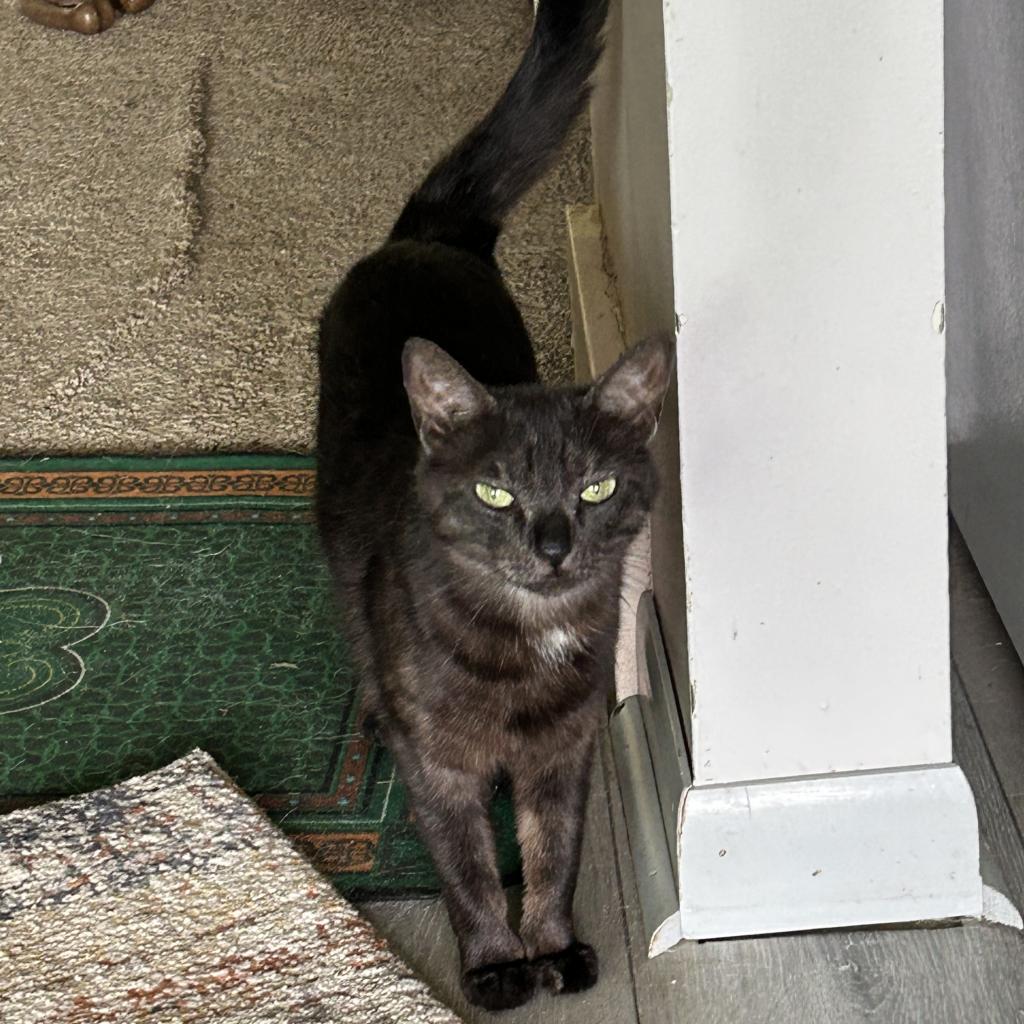 Enlarge Noble, a Adoptable Domestic Short Hair in Ferndale, MI image 1/4