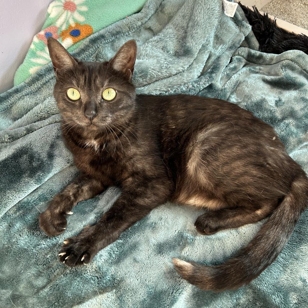 Enlarge Noble, a Adoptable Domestic Short Hair in Ferndale, MI image 2/4