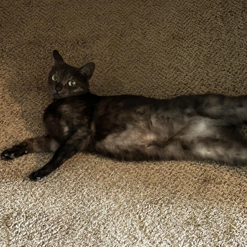 Enlarge Noble, a Adoptable Domestic Short Hair in Ferndale, MI image 3/4