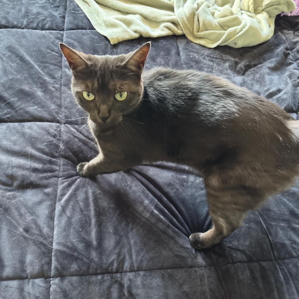 Enlarge Noble, a Adoptable Domestic Short Hair in Ferndale, MI image 5/6