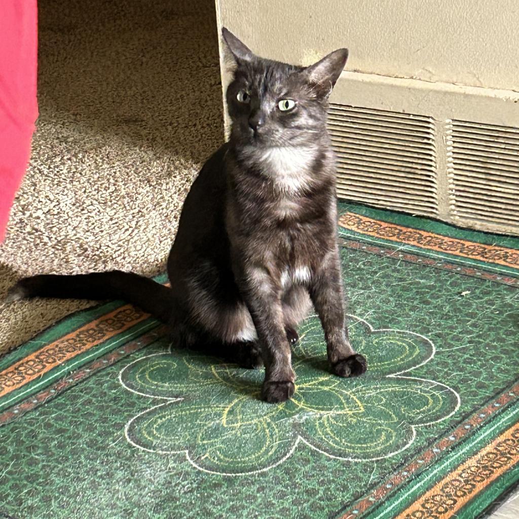 Enlarge Noble, a Adoptable Domestic Short Hair in Ferndale, MI image 4/4