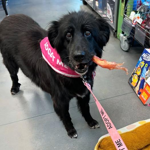 Lily, Adopted, Senior Female Border Collie.