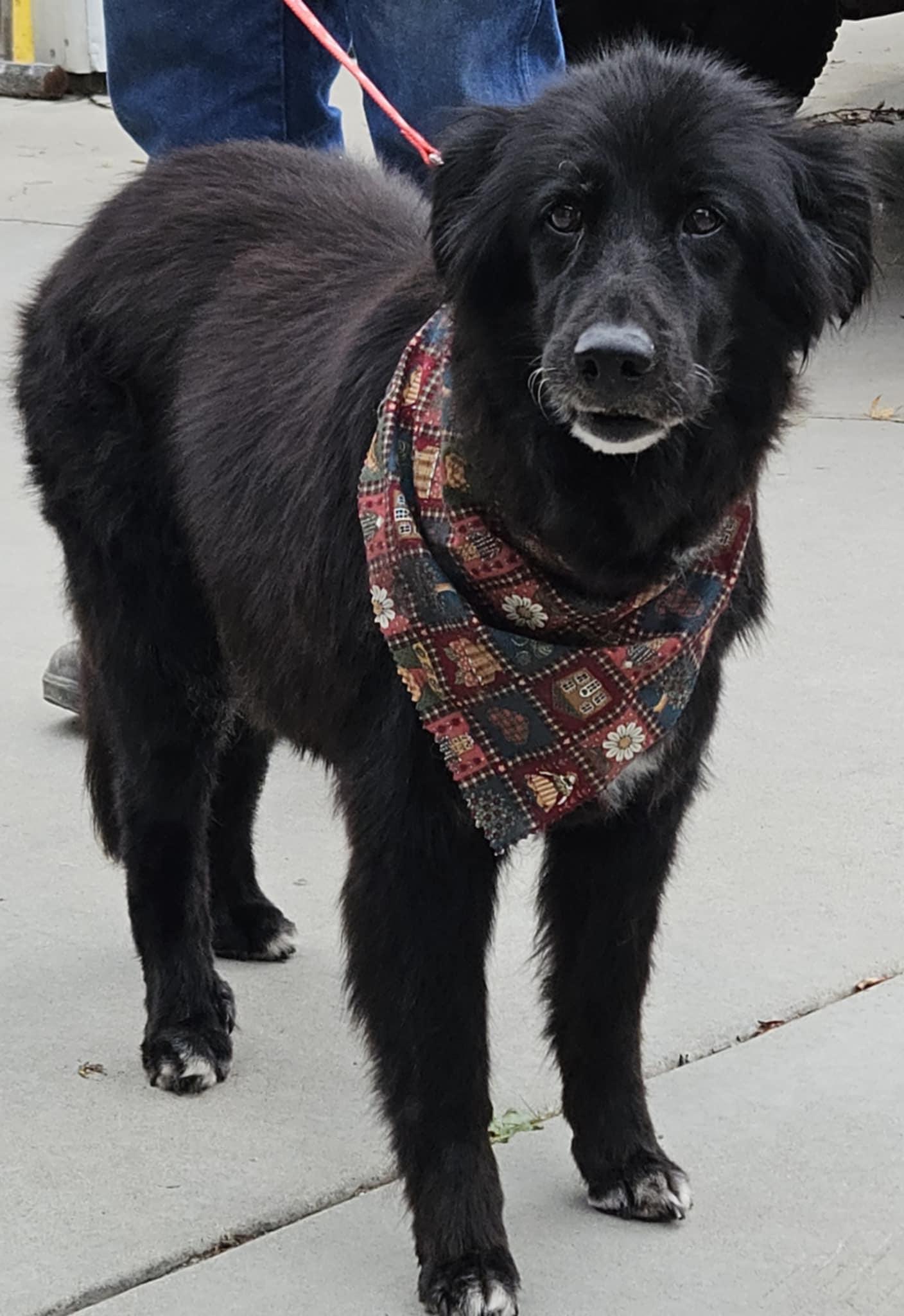 Lily, a Adopted Border Collie in Star, ID image 3/3