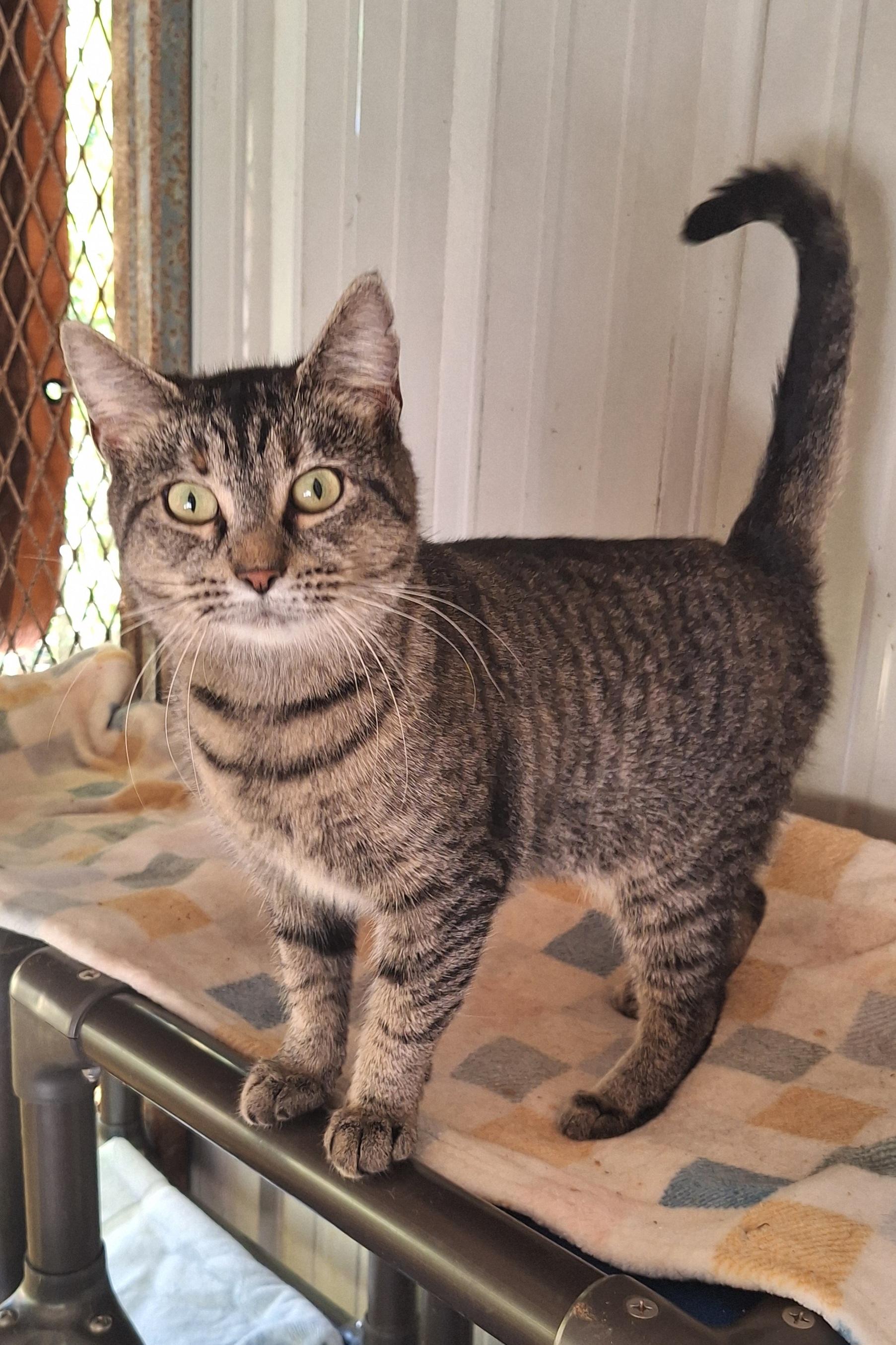 Caney, Adoptable, Adult Female Tabby.