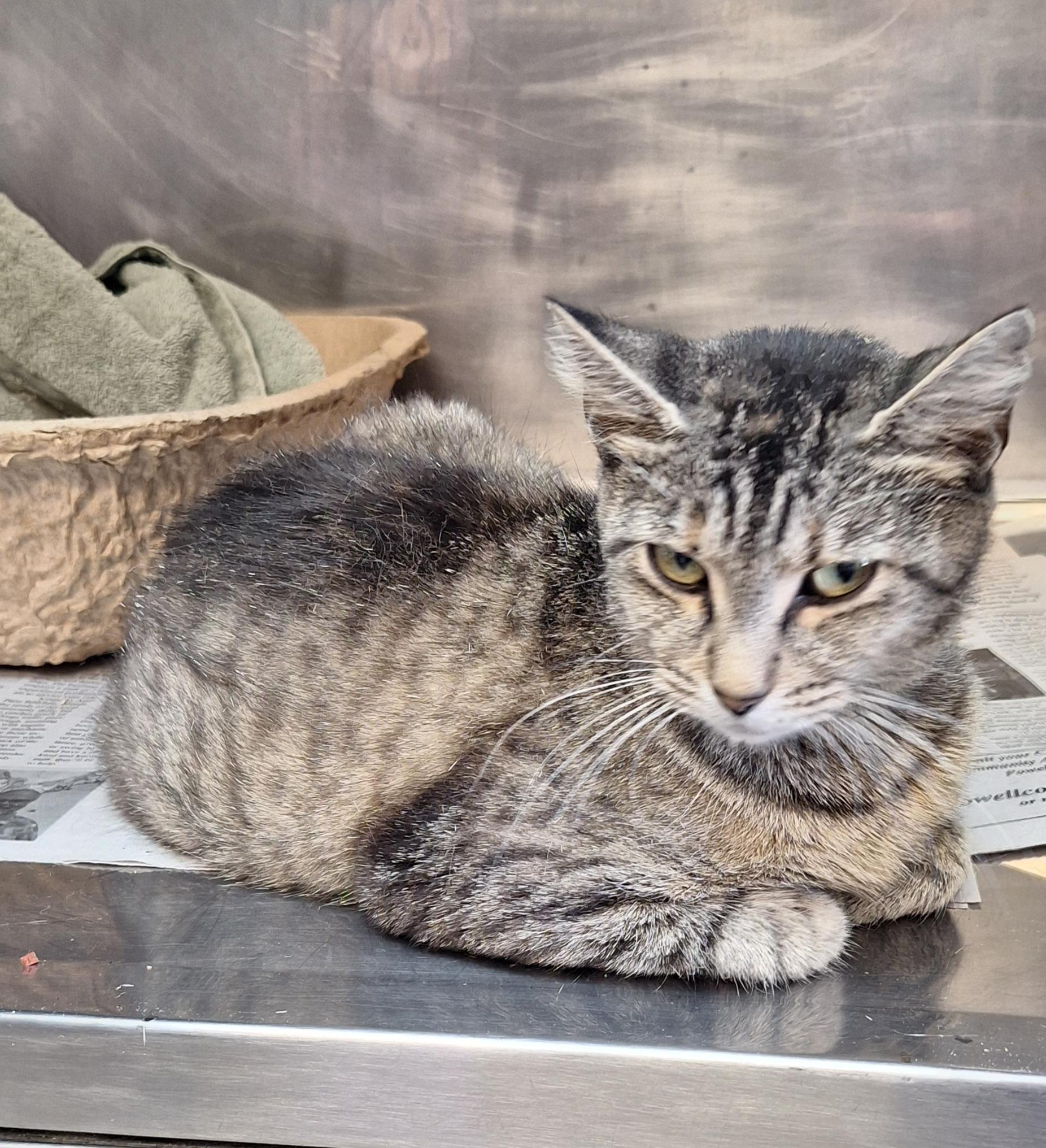 Enlarge Caney, a Adoptable Tabby in Stanton, KY image 5/6