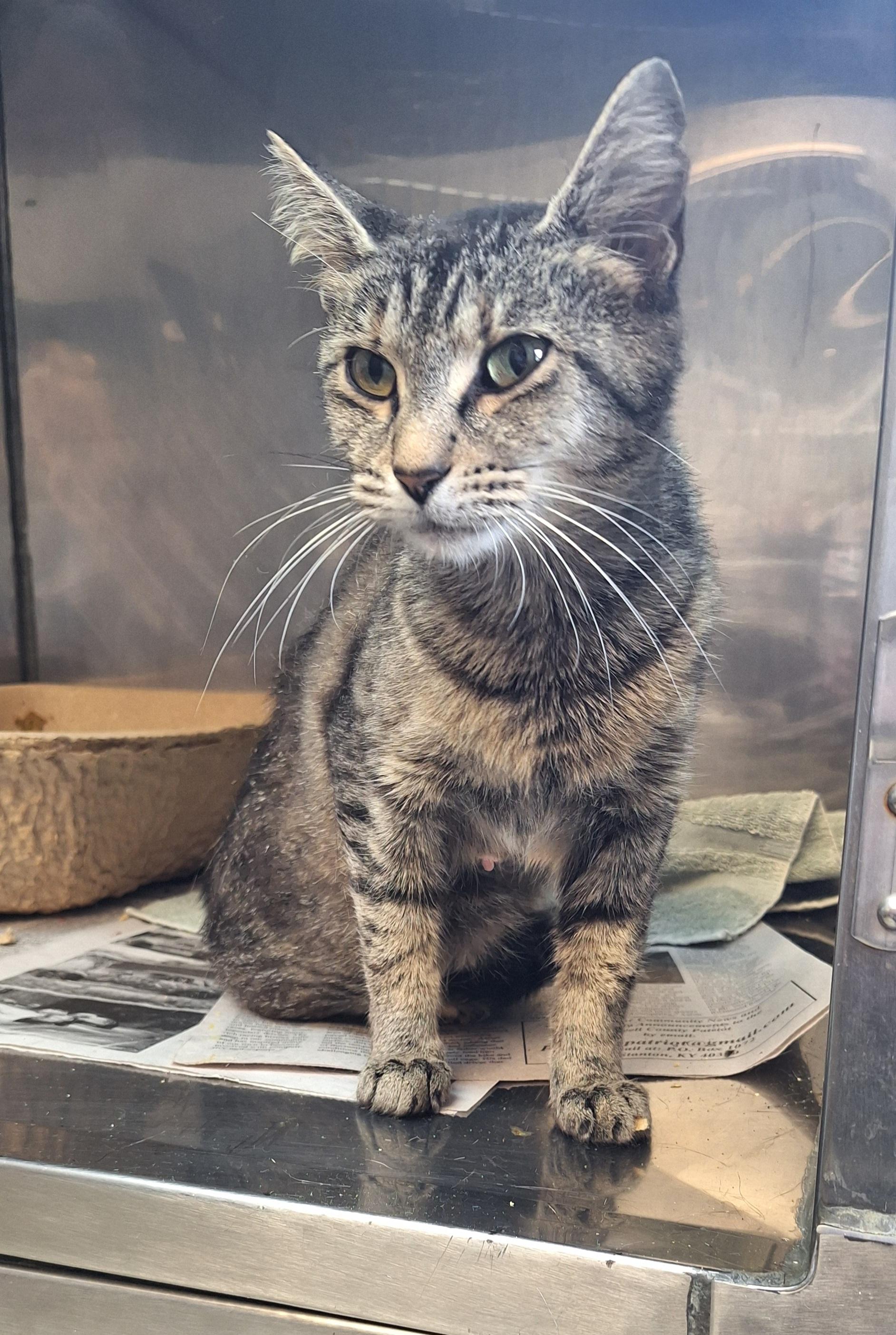 Enlarge Caney, a Adoptable Tabby in Stanton, KY image 4/6