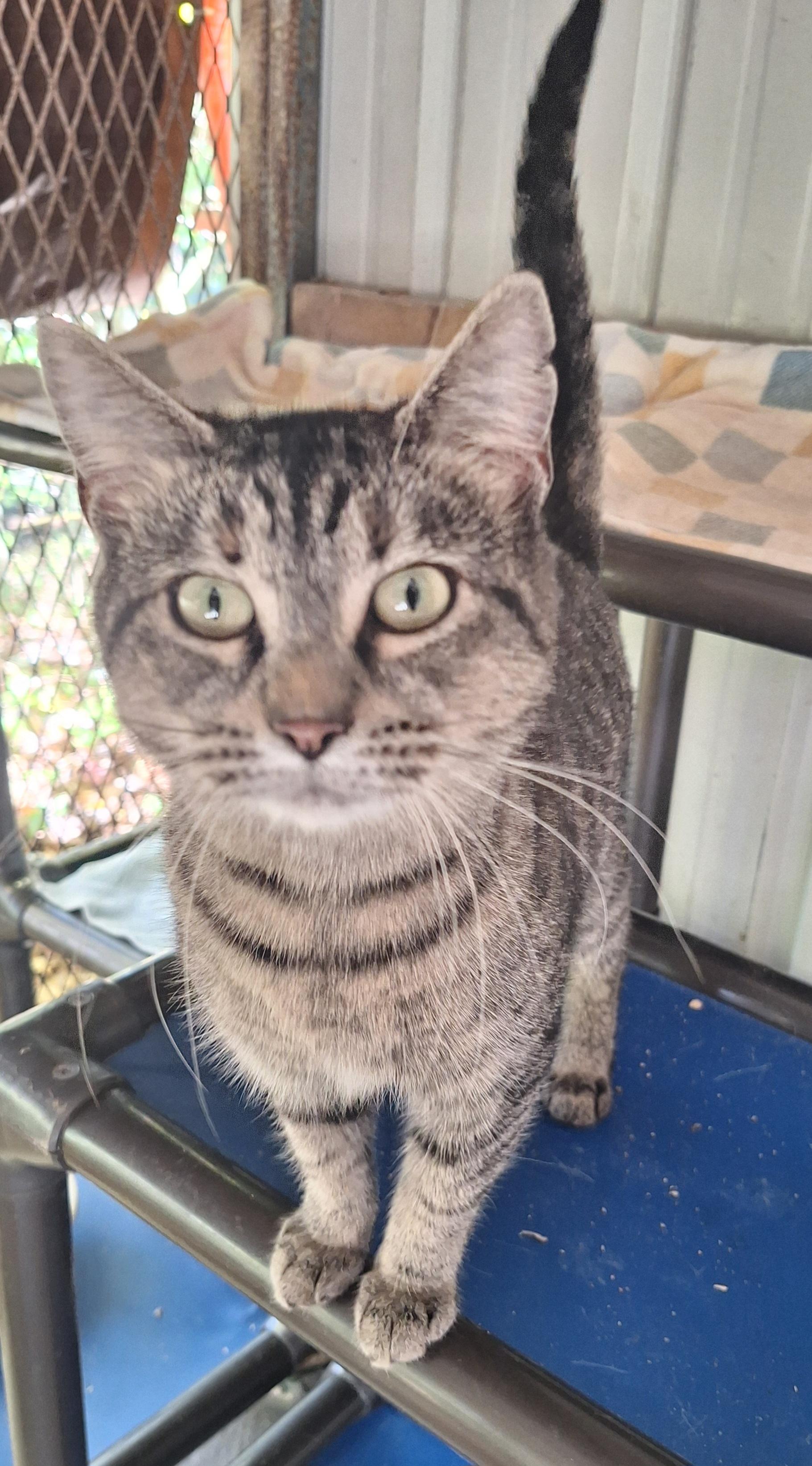 Enlarge Caney, a Adoptable Tabby in Stanton, KY image 3/6