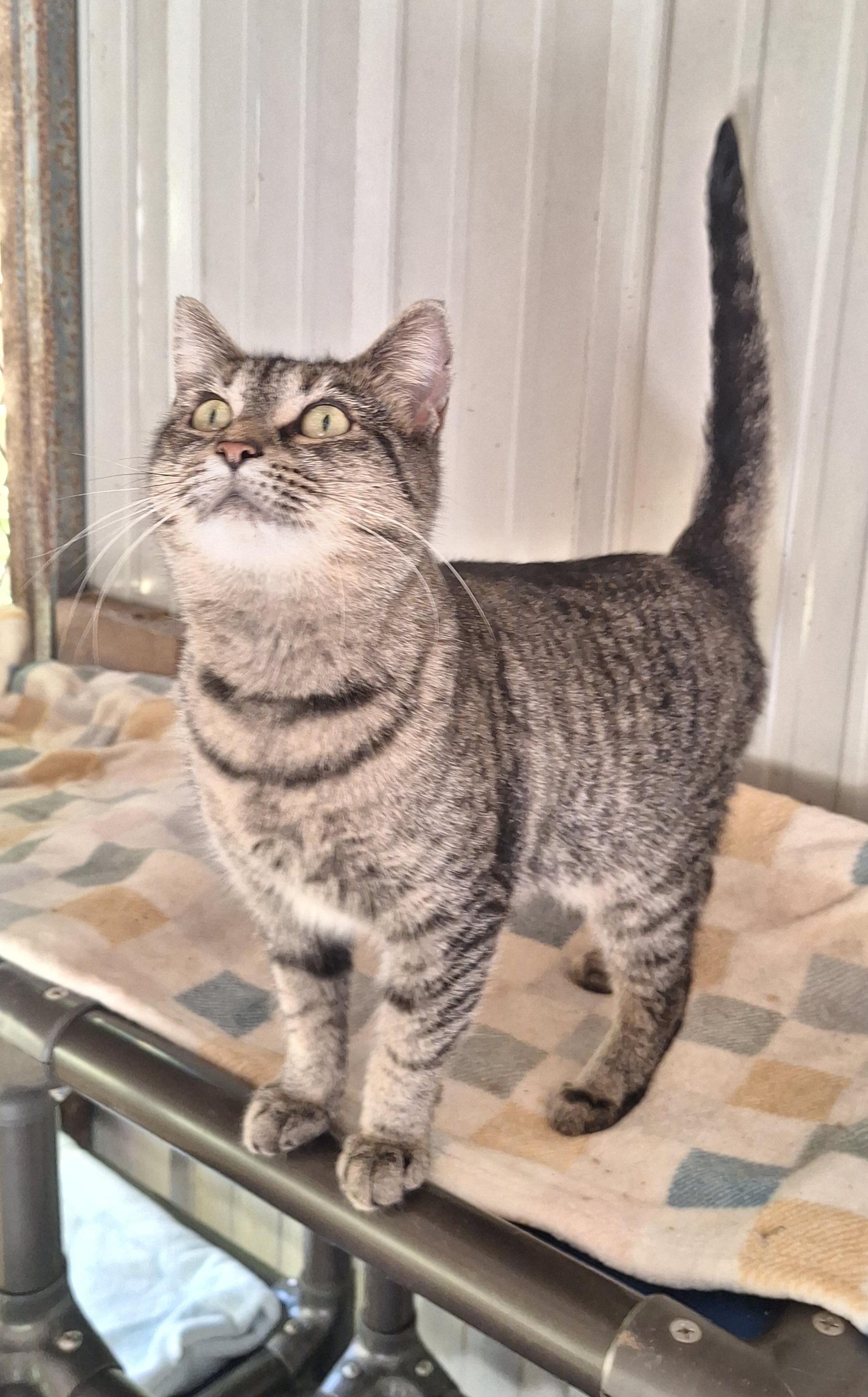 Enlarge Caney, a Adoptable Tabby in Stanton, KY image 2/6