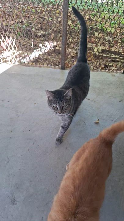 Enlarge Caney, a Adoptable Tabby in Stanton, KY video 6/6