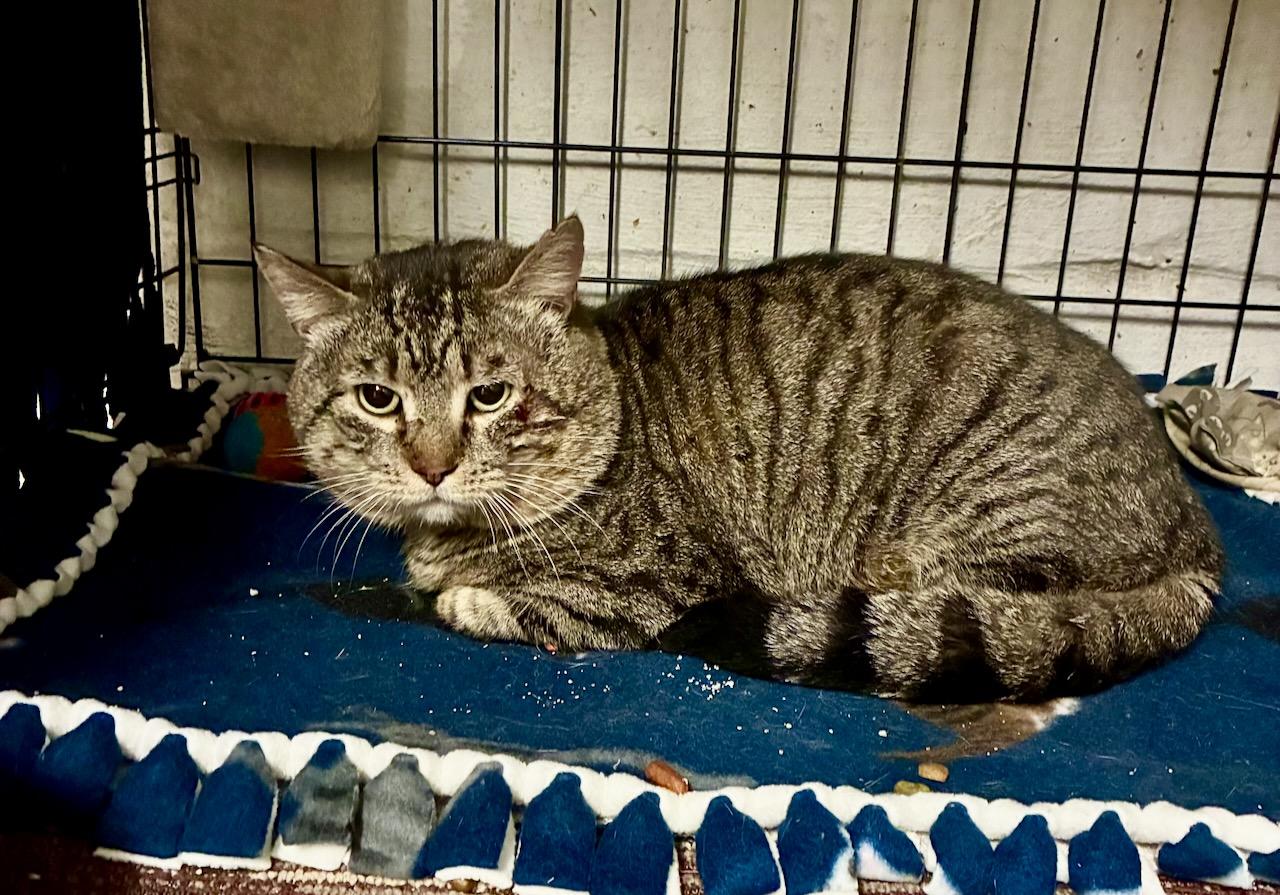 Tyson, a ADOPTABLE Domestic Short Hair in River Edge, NJ image 4/6
