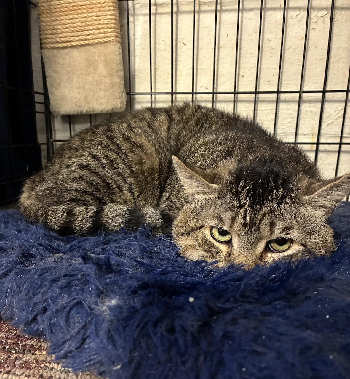 Tyson, a ADOPTABLE Domestic Short Hair in River Edge, NJ image 3/6
