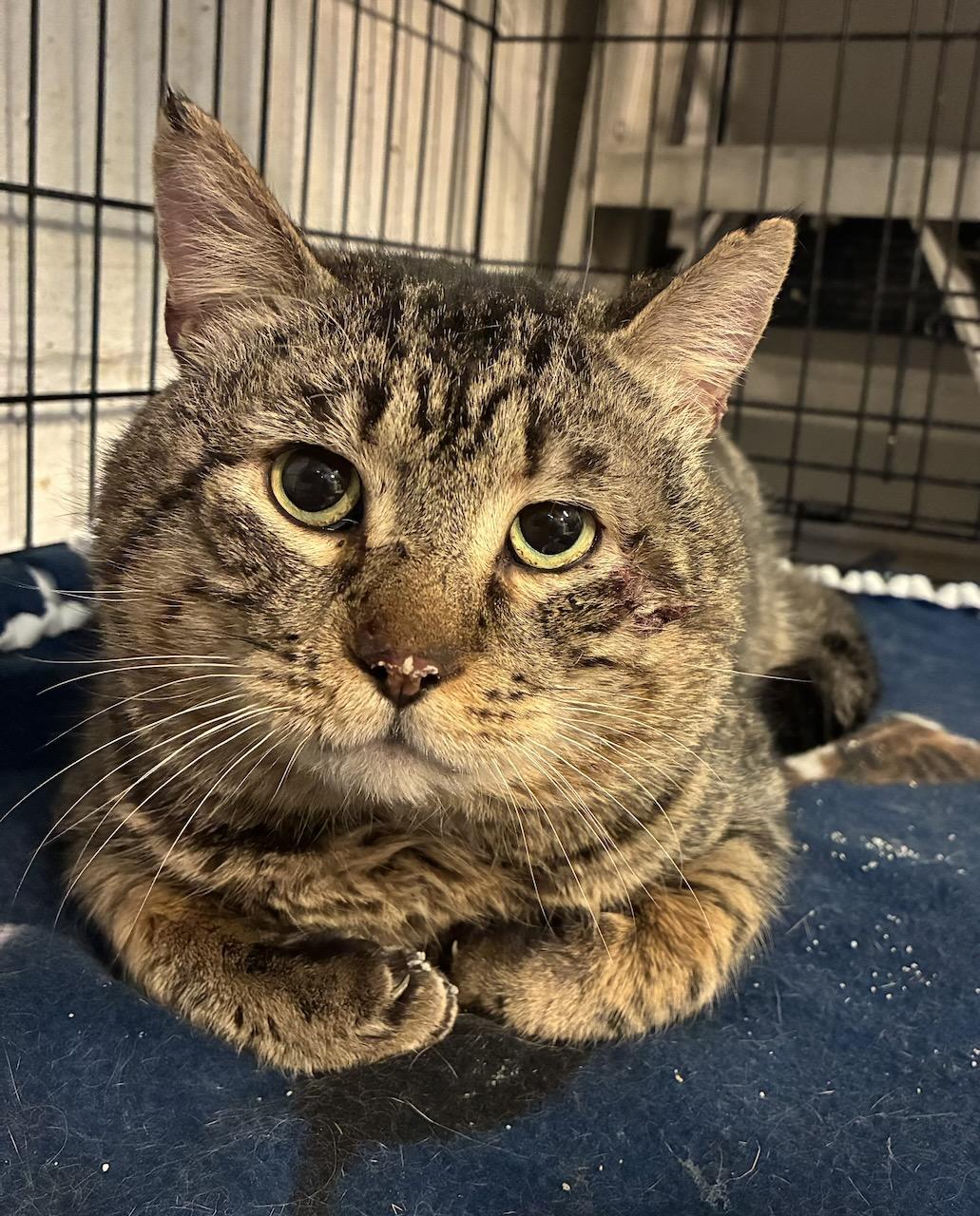 Tyson, a ADOPTABLE Domestic Short Hair in River Edge, NJ image 1/6