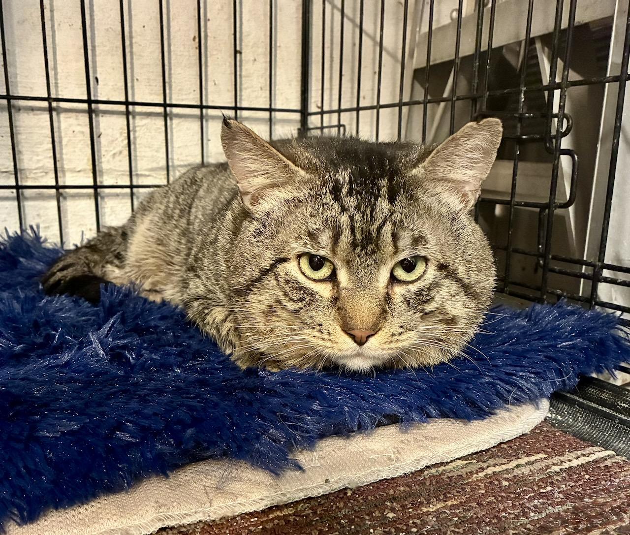 Tyson, a ADOPTABLE Domestic Short Hair in River Edge, NJ image 6/6