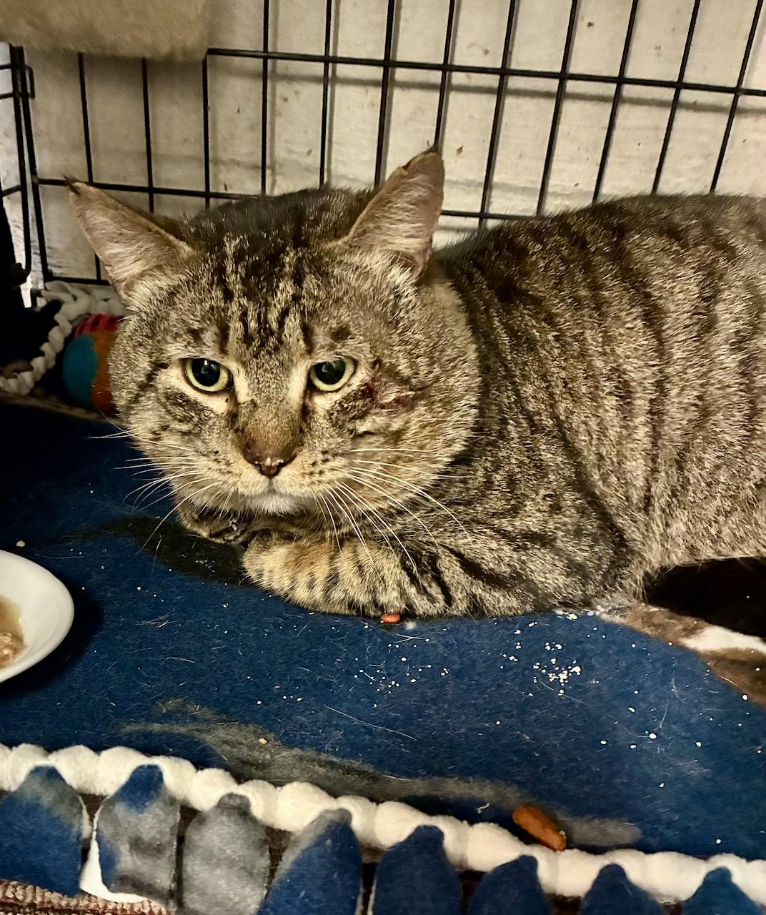 Tyson, a ADOPTABLE Domestic Short Hair in River Edge, NJ image 2/6