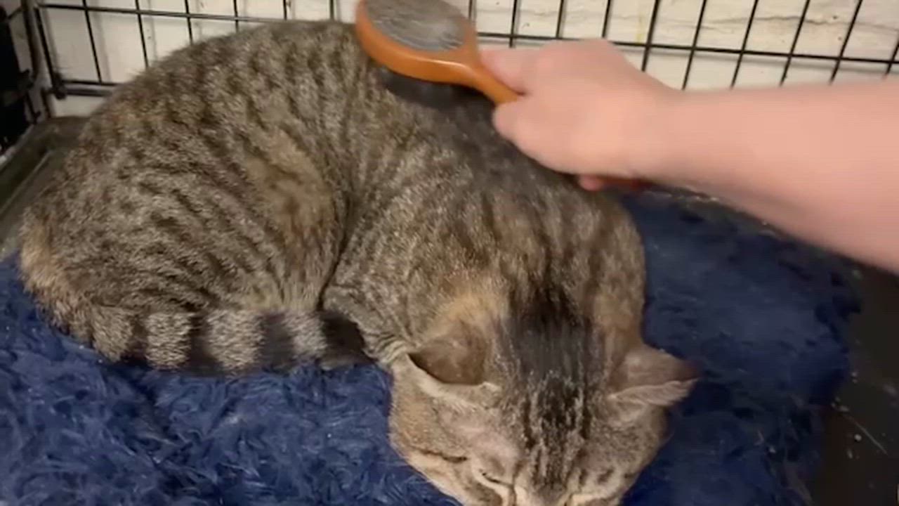 Enlarge Tyson, a ADOPTABLE Domestic Short Hair in River Edge, NJ video 5/6