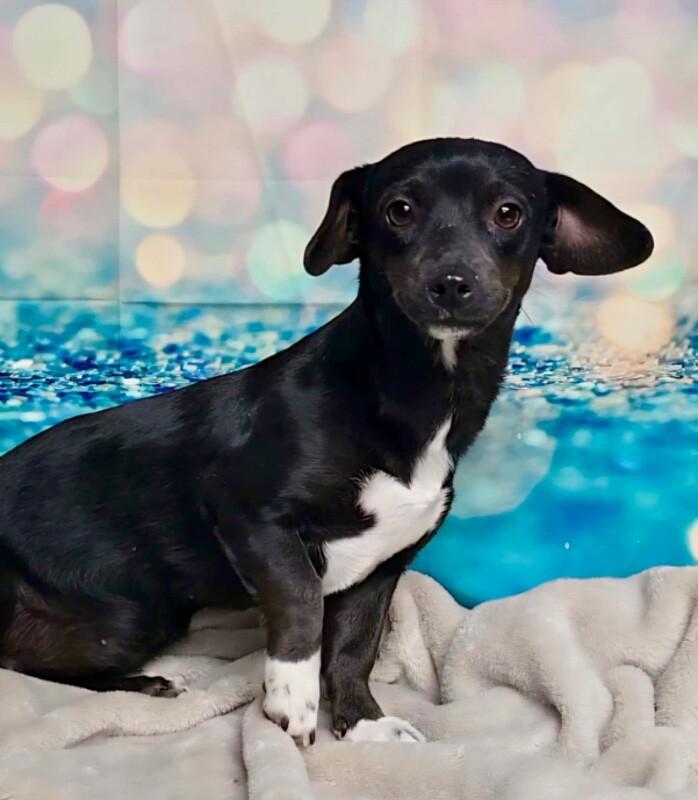 Enlarge Cleopatra, a Adoptable mixed breed in Boulder, CO image 1/1