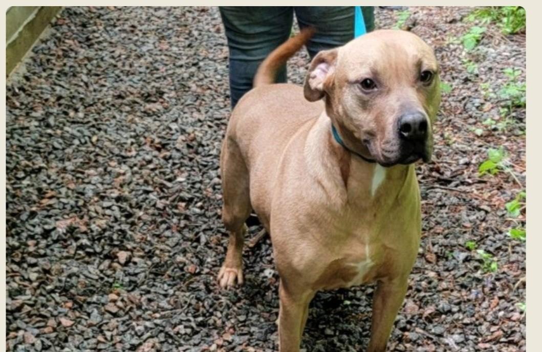 Enlarge Percy, a ADOPTABLE mixed breed in Mountain City, TN image 1/1